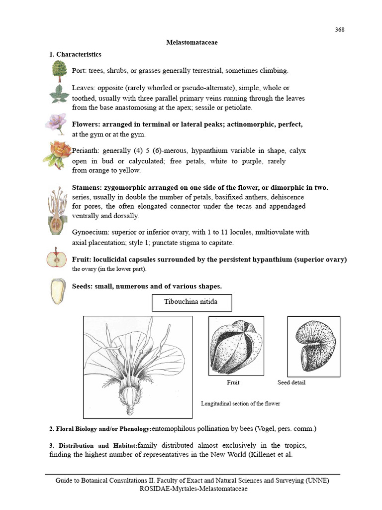 melastomataceae-family-overview-pdf-petal-flowers