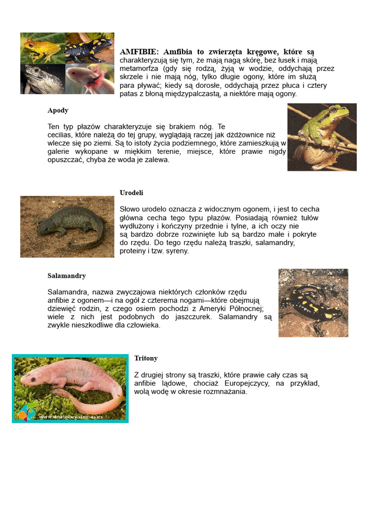 Płazy Pojęcie I Obraz | PDF