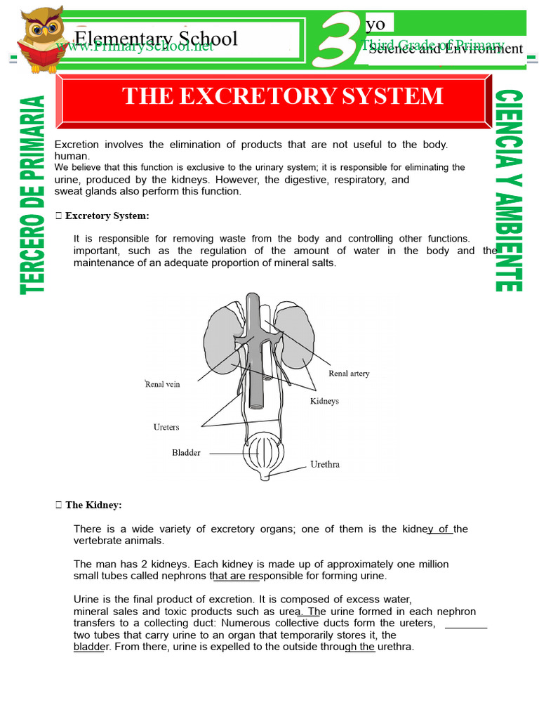 Understanding the Excretory System | PDF | Kidney | Urine