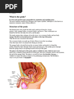 Understanding the Penile Raphe Line | PDF | Genitourinary System ...
