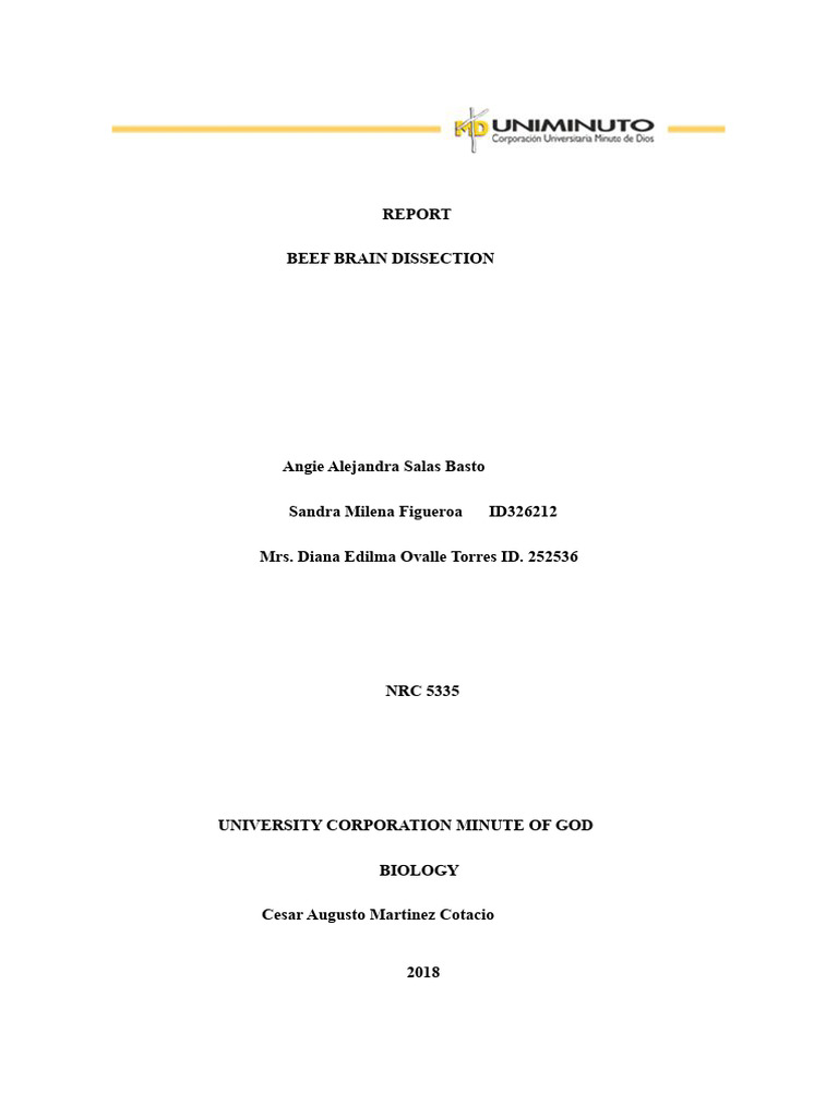 Beef Brain Dissection Report | PDF | Cerebrospinal Fluid | Central ...