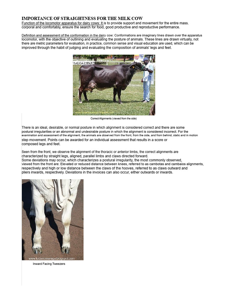 Straightness in Dairy Cow Conformation | PDF | Dairy Farming | Dairy