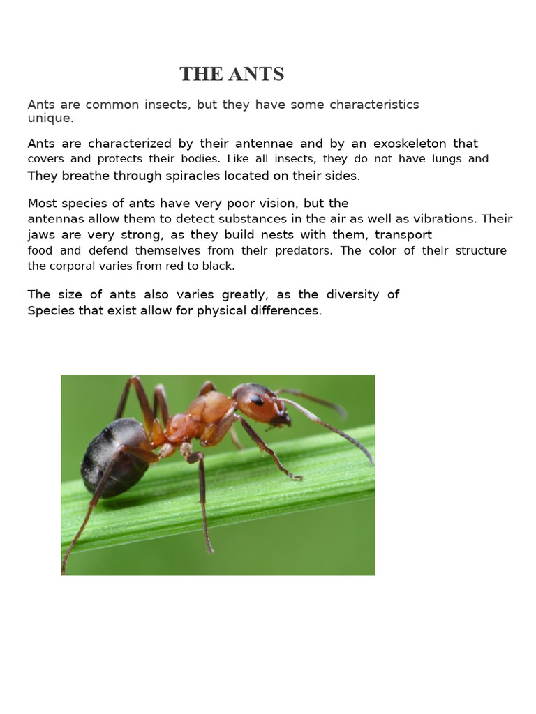 The Ants | PDF
