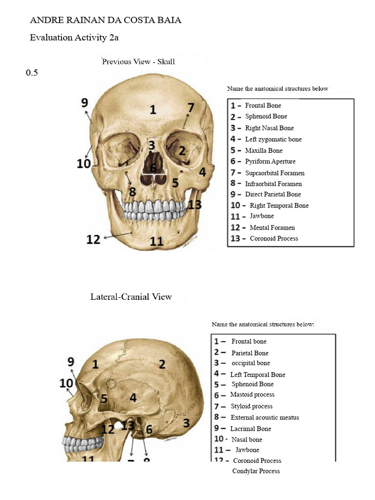 Skull, Face, Structures - Resolved | PDF