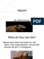 Jaguars