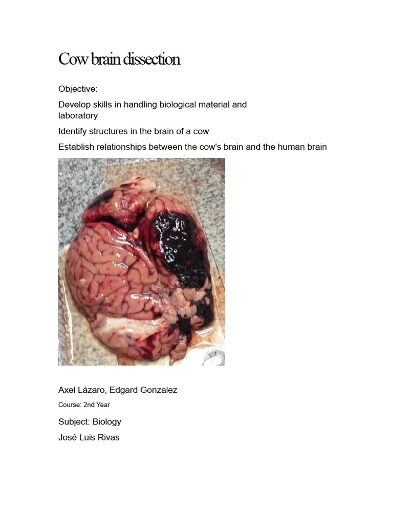 Cow Brain Dissection Analysis | PDF | Brain | Brainstem