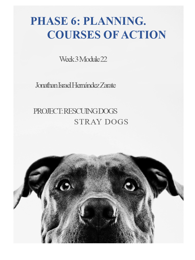 Planning Action for Stray Dog Rescue | PDF | Dogs | Pet