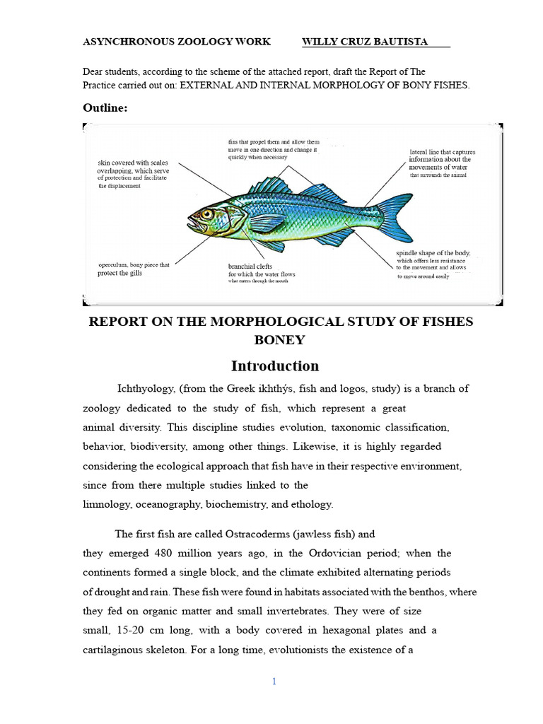 Bony Fish Morphology Study Report | PDF | Gill | Fish