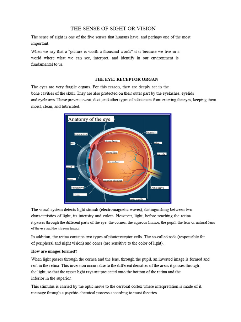 The Sense of Sight or Vision | PDF | Human Eye | Eye