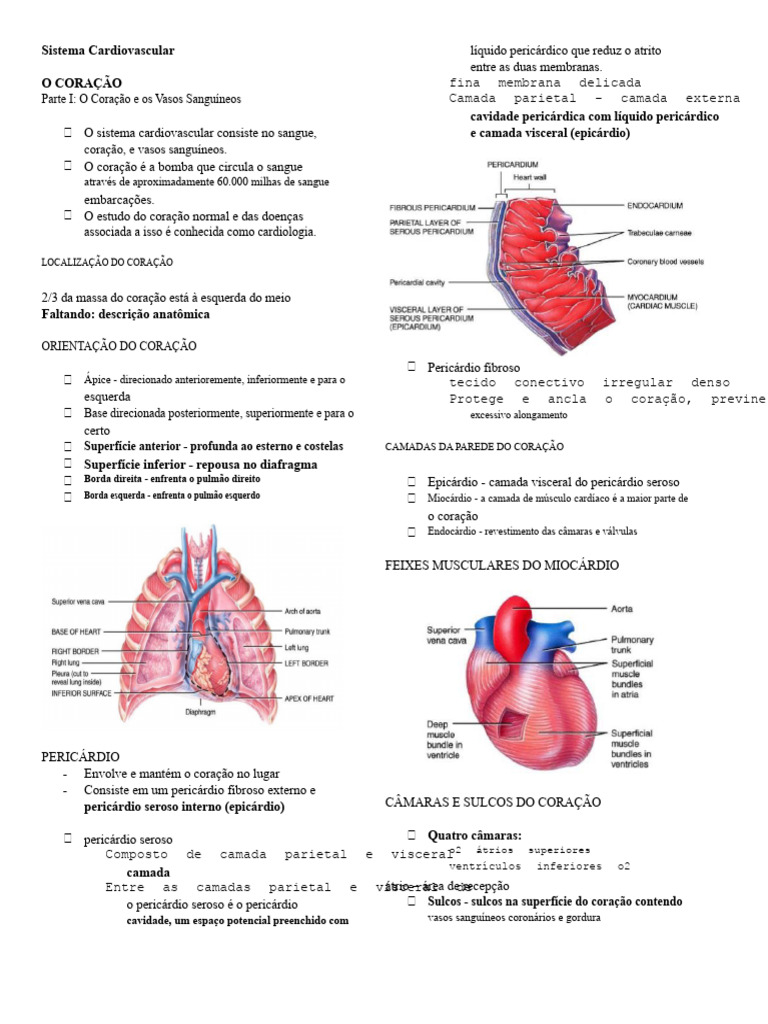 Revisão Do Coração Do Sistema Cardiovascular | PDF | Coração | Átrio ...