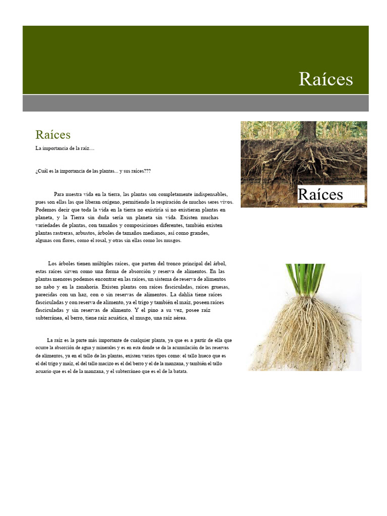 Importancia y Tipos de Raíces en Plantas | PDF | Raíz | Plantas