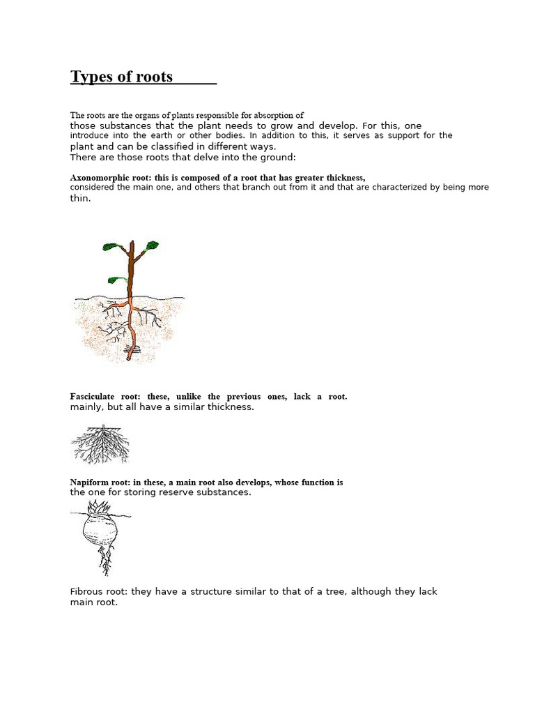Types of Roots | PDF | Root | Plants
