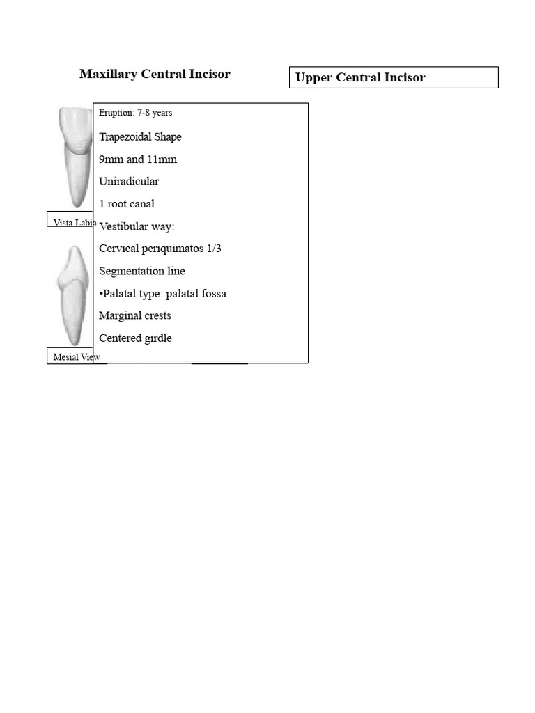 Comprehensive Guide to Tooth Anatomy | PDF | Dental Anatomy | Dentistry