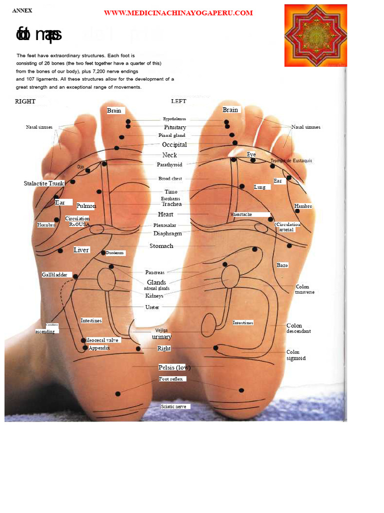 Annex - Foot Maps | PDF | Hand | Reflexology