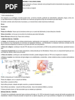 Estructura y Composición del Tendón | PDF | Tendón | Anatomía