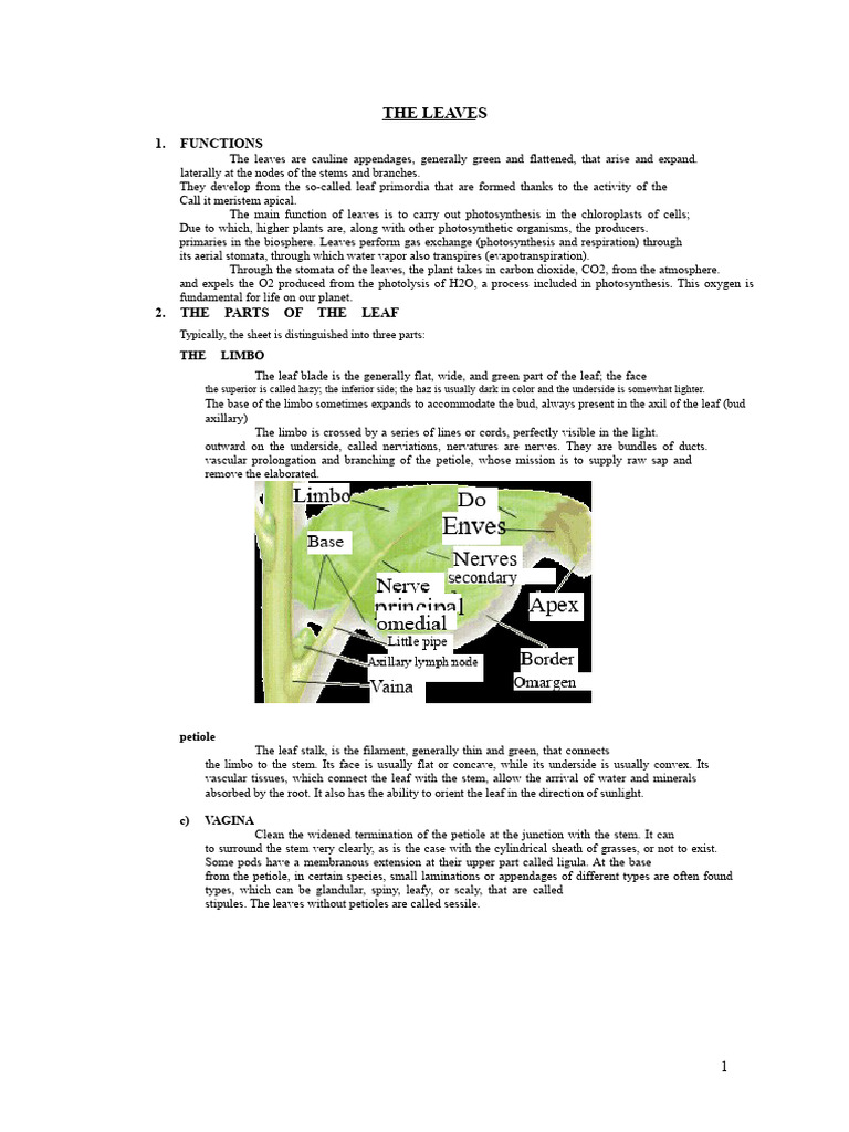 Functions and Types of Plant Leaves | PDF | Leaf | Photosynthesis