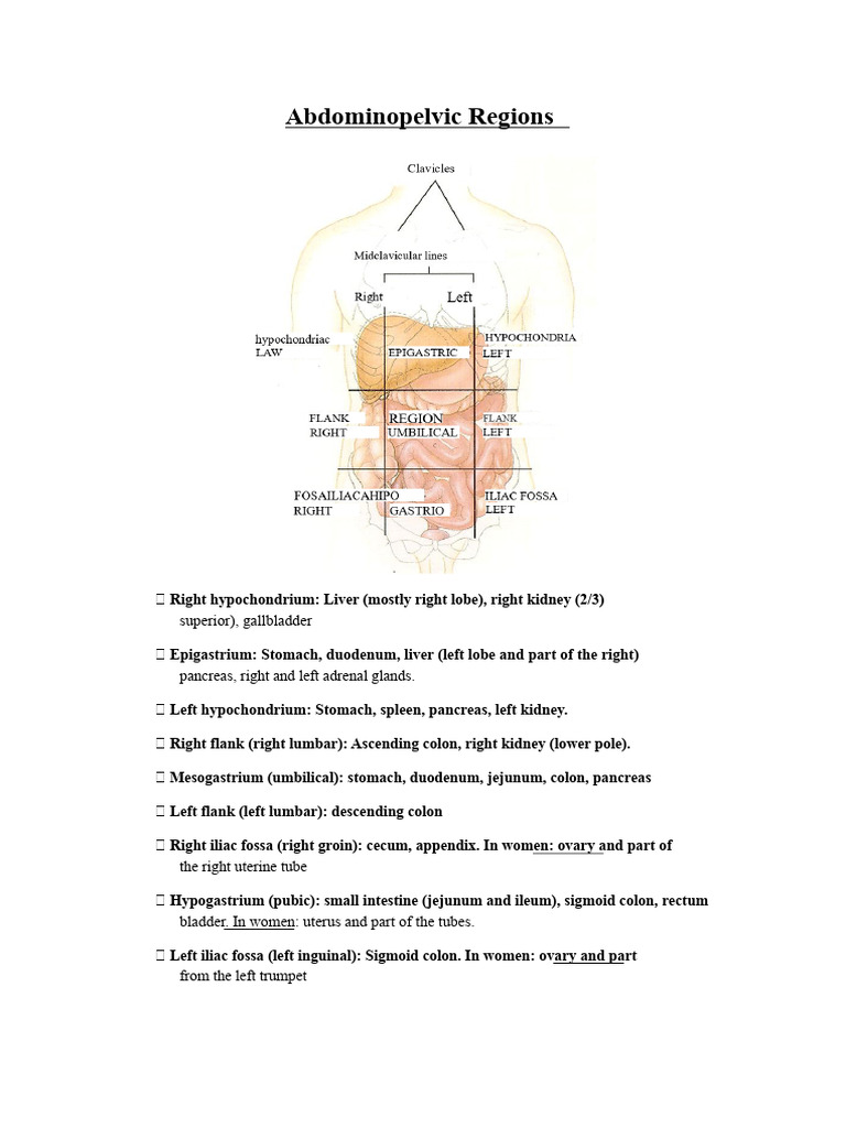 Appendix Location in Abdominopelvic Region | PDF