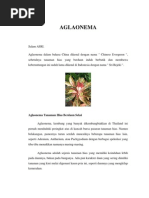 Download AGLAONEMA by Sayid Sidik SN92263263 doc pdf