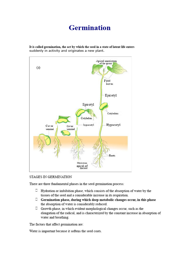 Seed Germination Process Explained | PDF