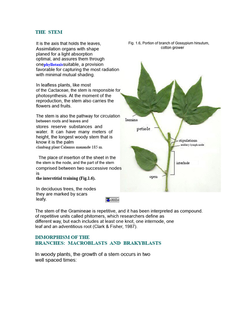 Origin of The Stem | PDF | Leaf | Plant Stem