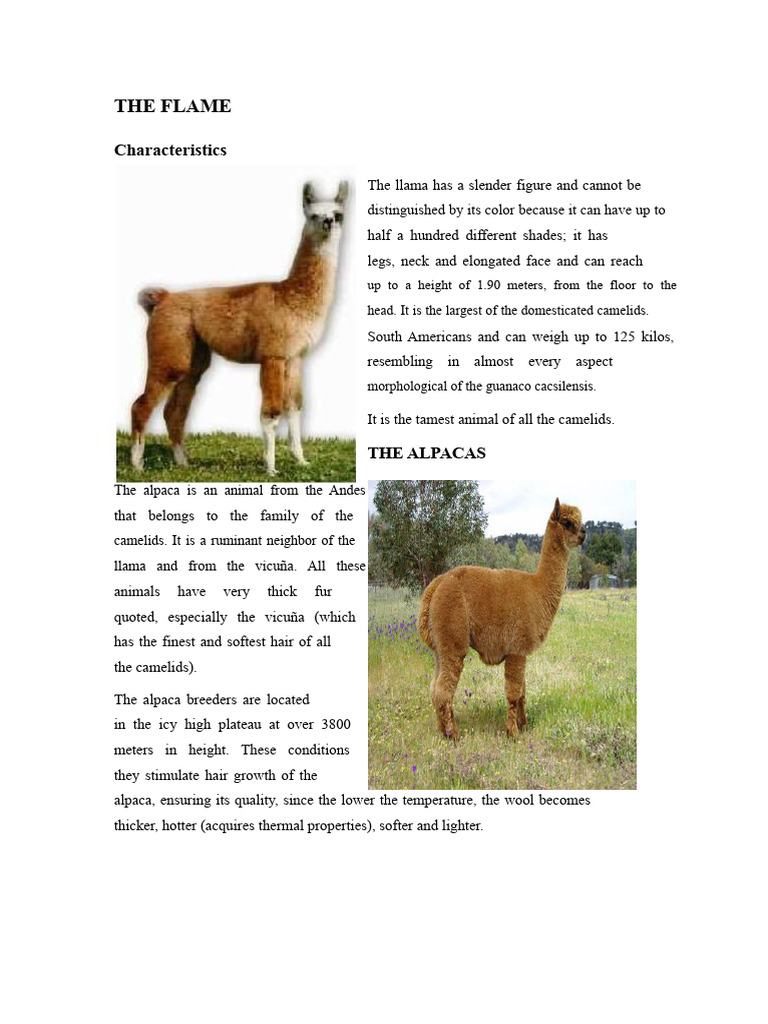 Llama and Alpaca Characteristics Overview | PDF