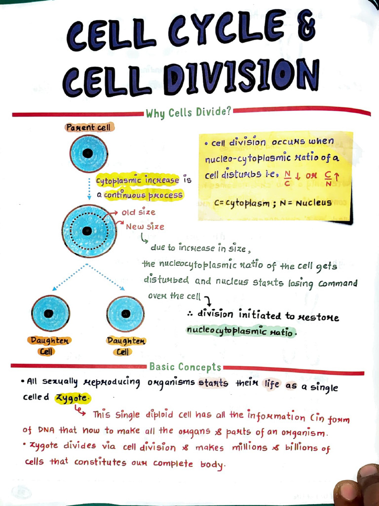 Cell Cycle and Division Overview | PDF | Meiosis | Cell (Biology)