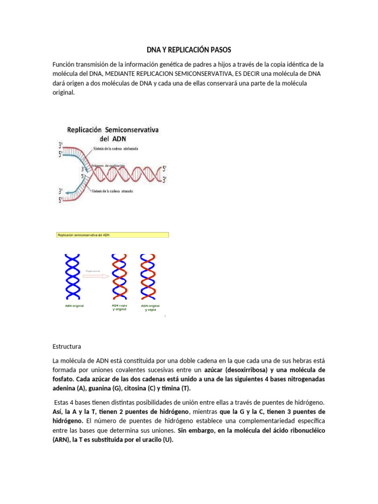 Replicación del ADN: Proceso y Enzimas | PDF | Replicación De Adn | Adn