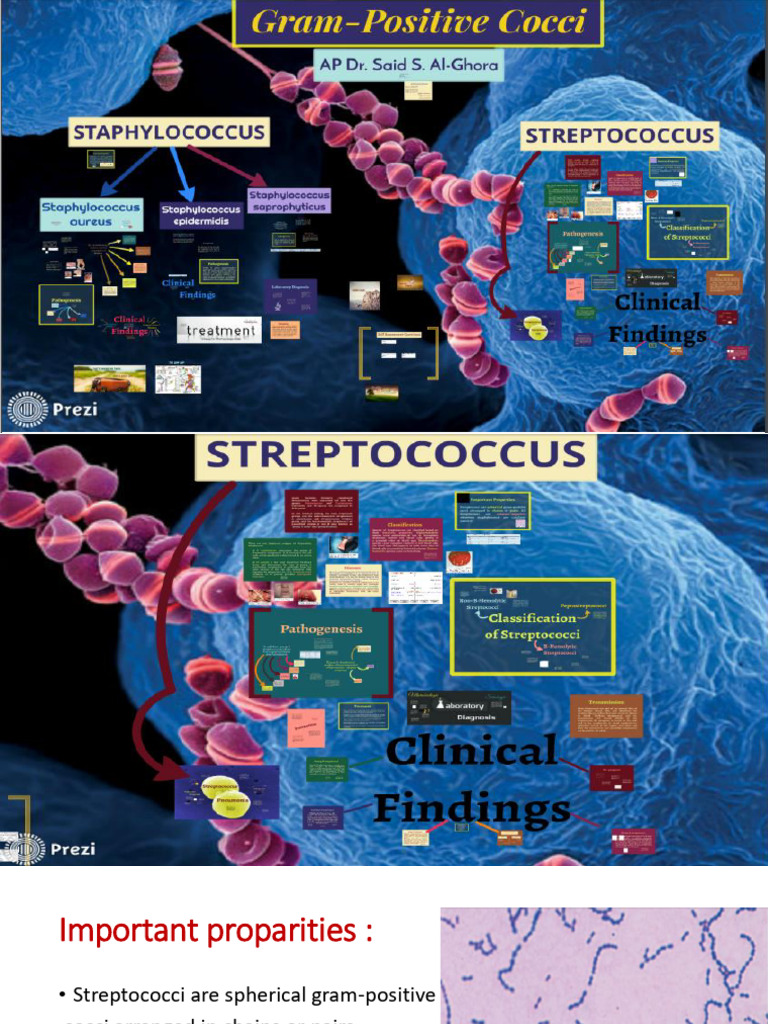 Streptococci Classification and Properties | PDF | Streptococcus ...