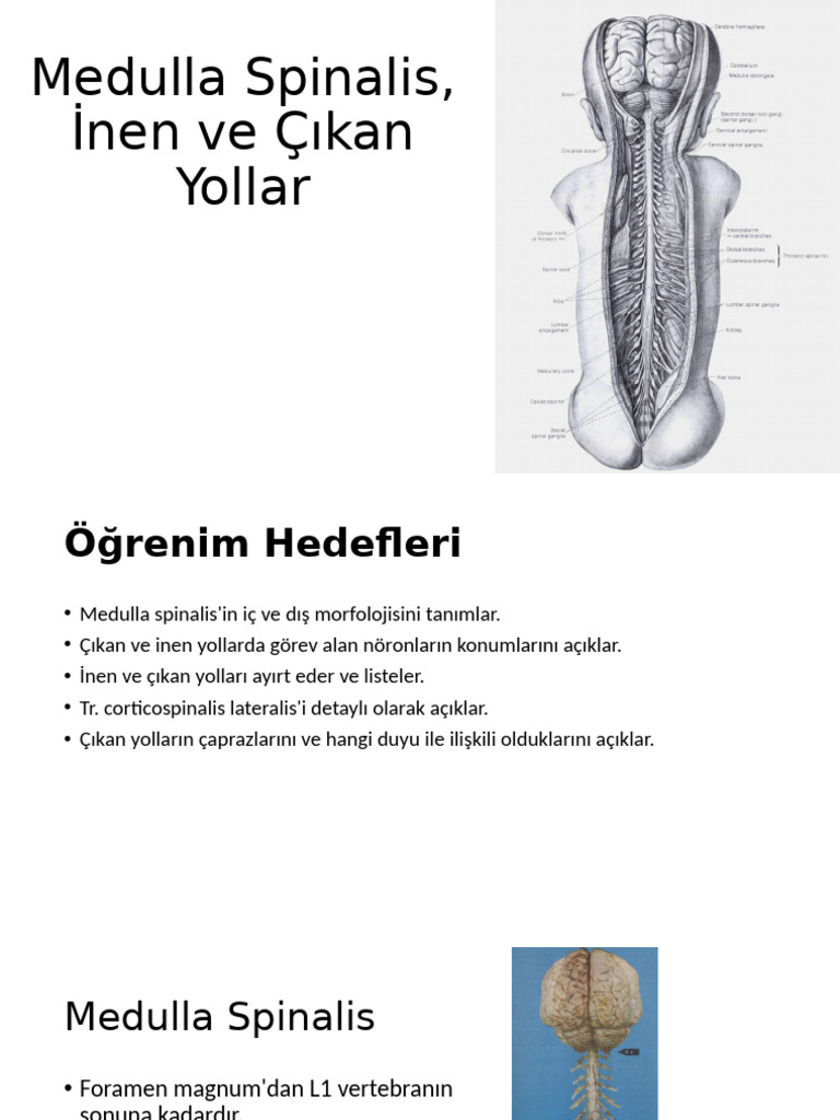2 Medulla Spinalis Inen Yollar Ve Çikan Yollar | PDF