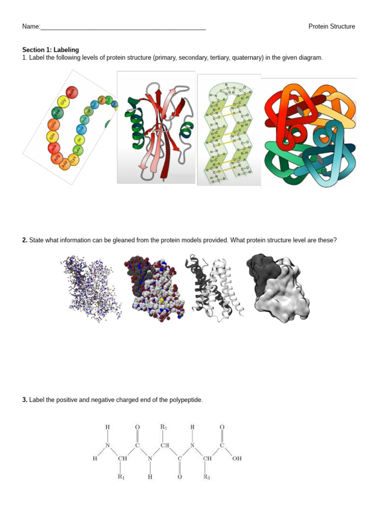 Understanding Protein Structure Levels | PDF