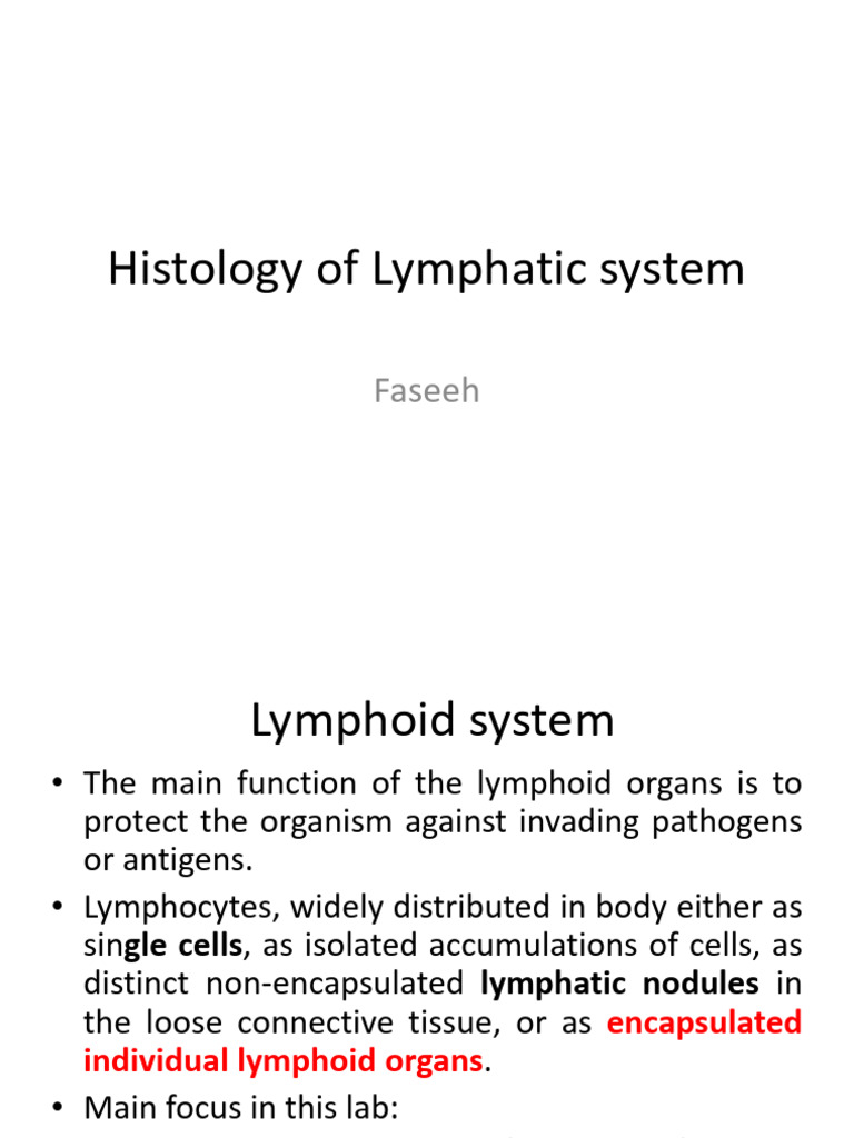 Histology of the Lymphatic System | PDF | Lymph Node | Lymphatic System