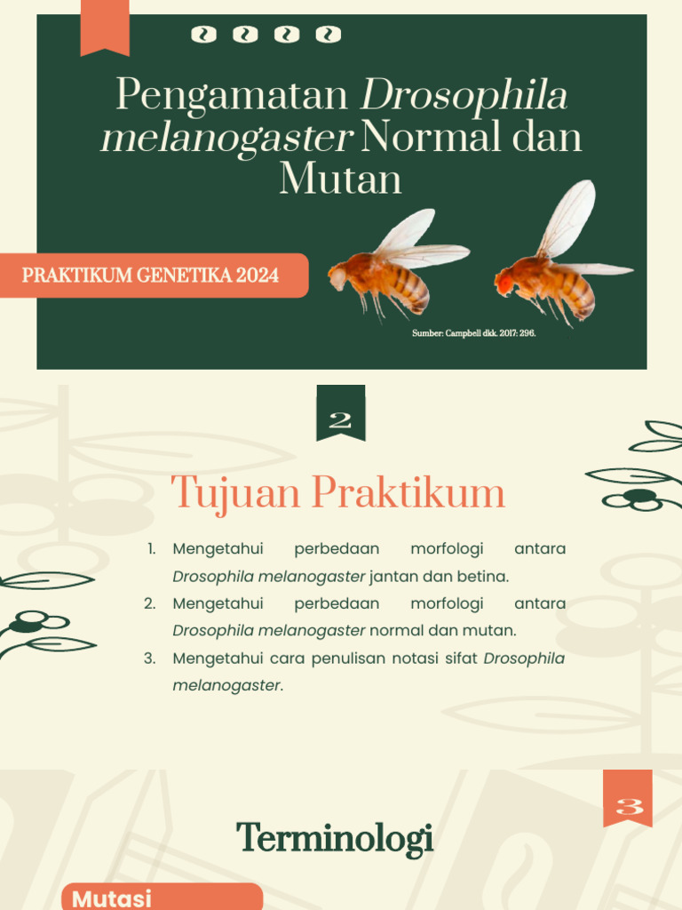 Pengamatan Morfologi Drosophila Melanogaster | PDF