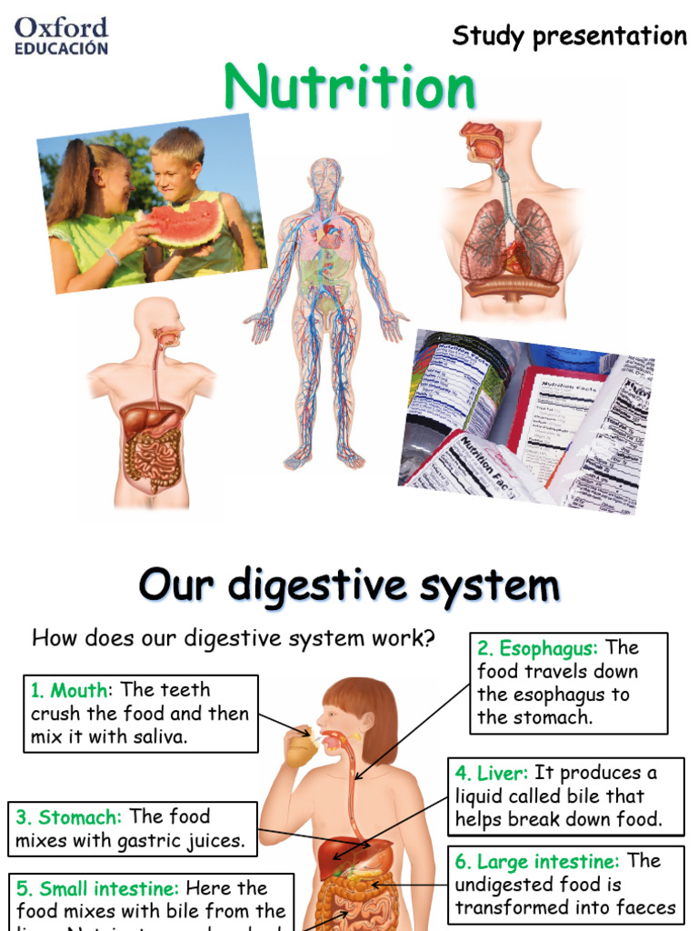 Understanding Human Body Systems | PDF | Human Digestive System | Digestion