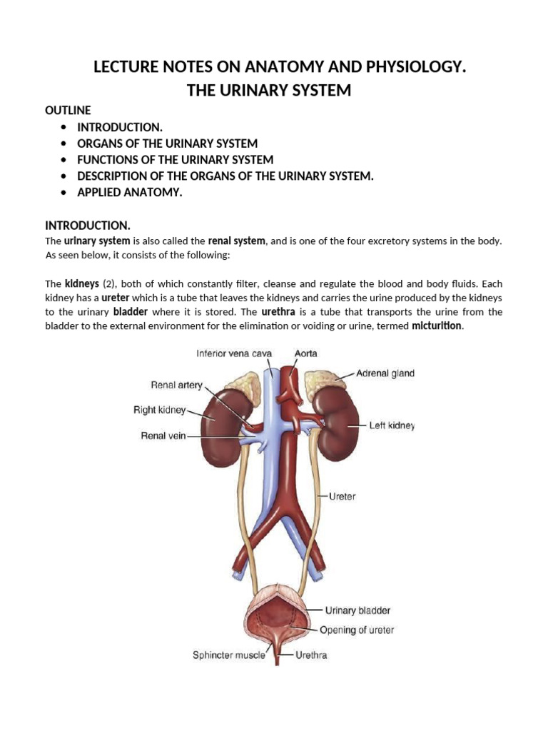 Urinary System Anatomy and Functions | PDF | Kidney | Urinary System
