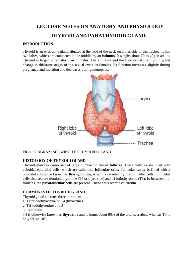 Thyroid and Parathyroid Glands | PDF | Thyroid | Hyperthyroidism