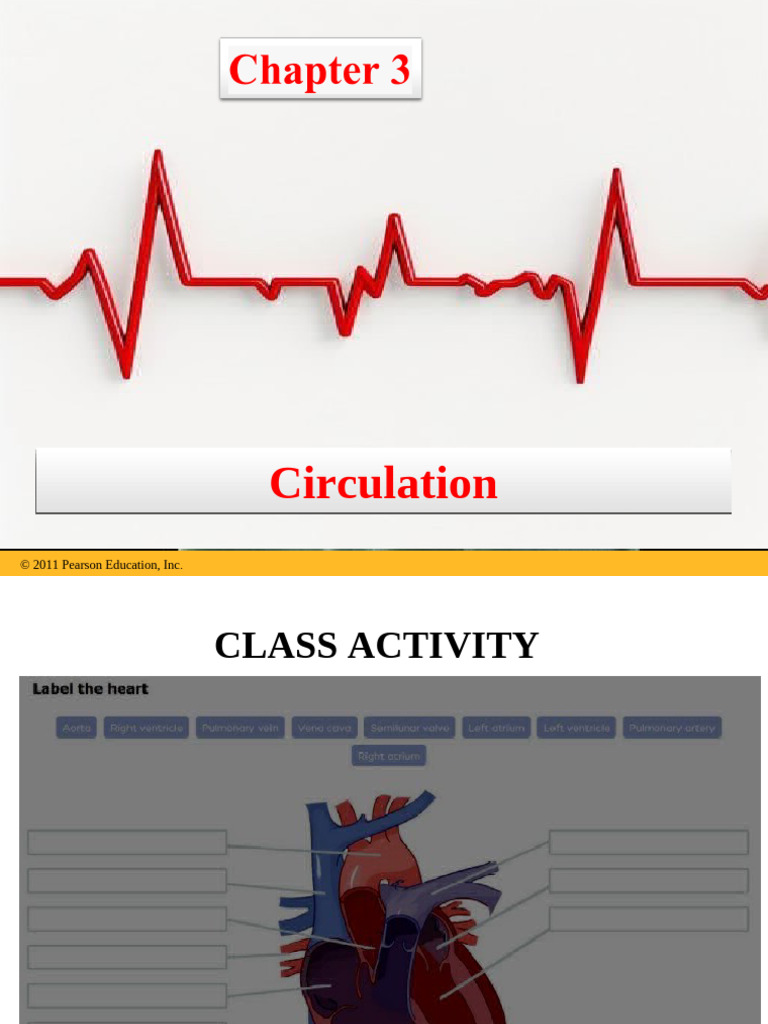 Lecturer 10 Circulation | PDF | Heart | Blood Pressure