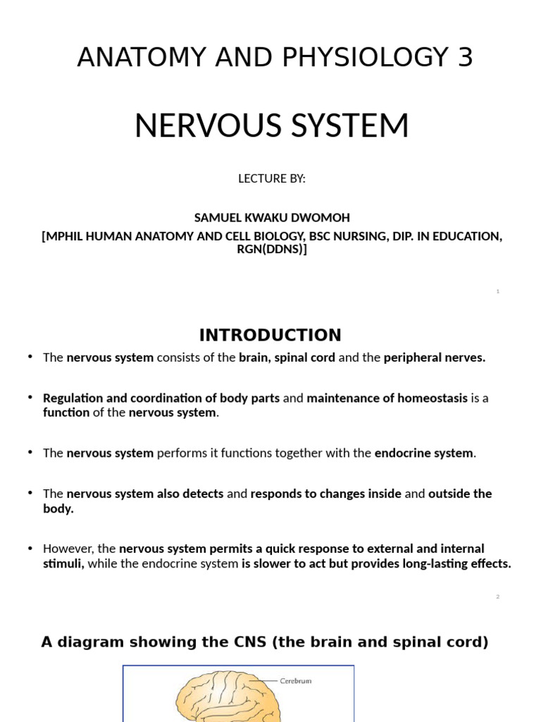 Nervous System Overview and Functions | PDF | Synapse | Cerebrospinal Fluid