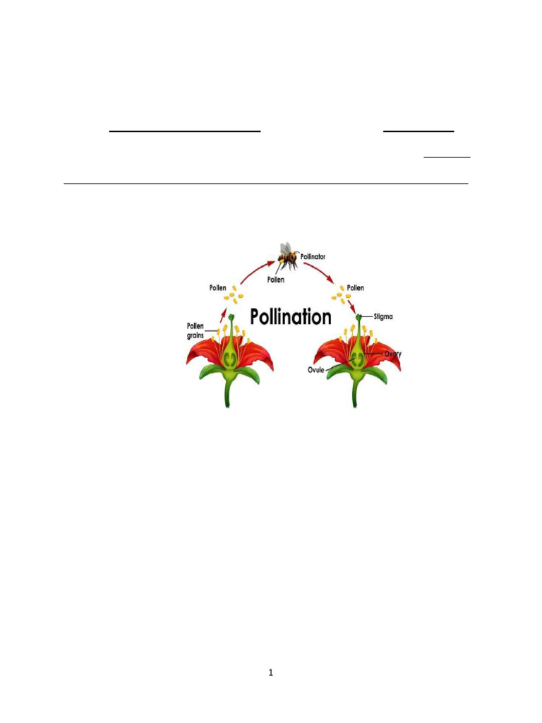 Grade 8 Biology Revision Sheet | PDF | Pollination | Vein