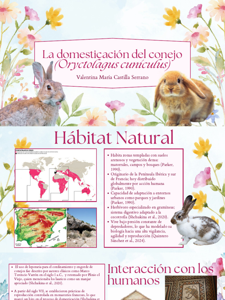 Historia y biología del conejo domesticado | PDF | Vértebra | Domesticación