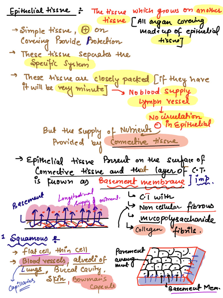 Epithelial Tissue | PDF