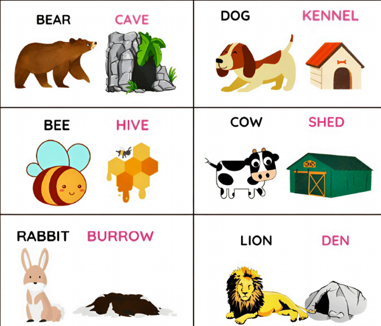 Animals and Their Homes | PDF