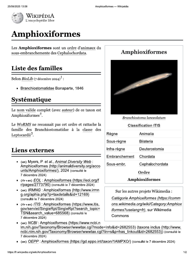 Amphi | PDF