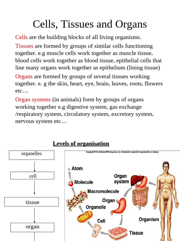 Level Of Organisation And Specialised Cells Pdf Cell Biology