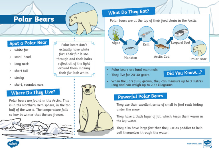 Polar Bear | PDF
