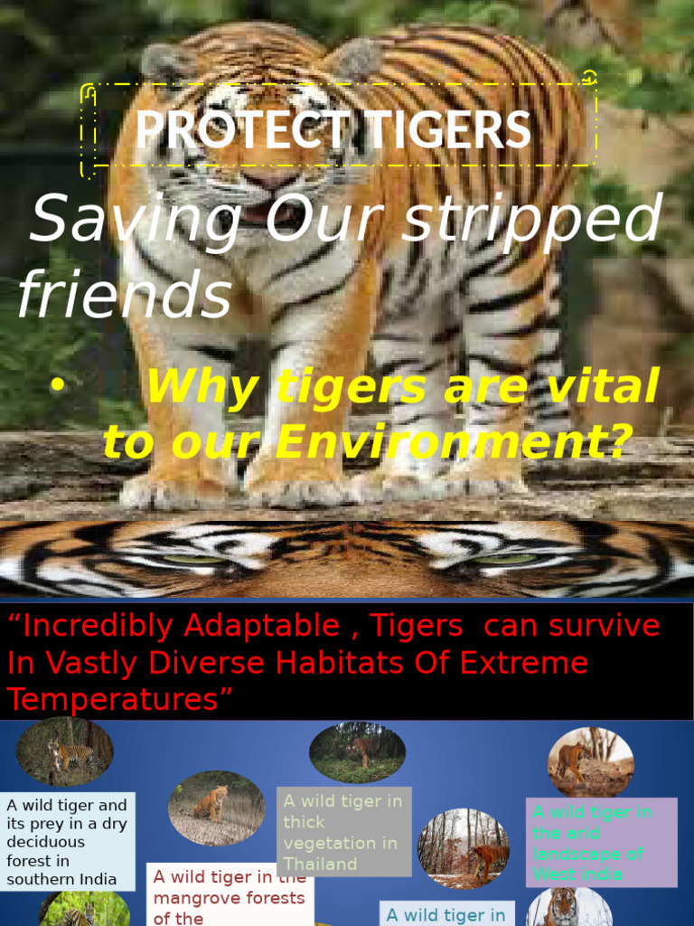 Tigers Our Heritage | PDF