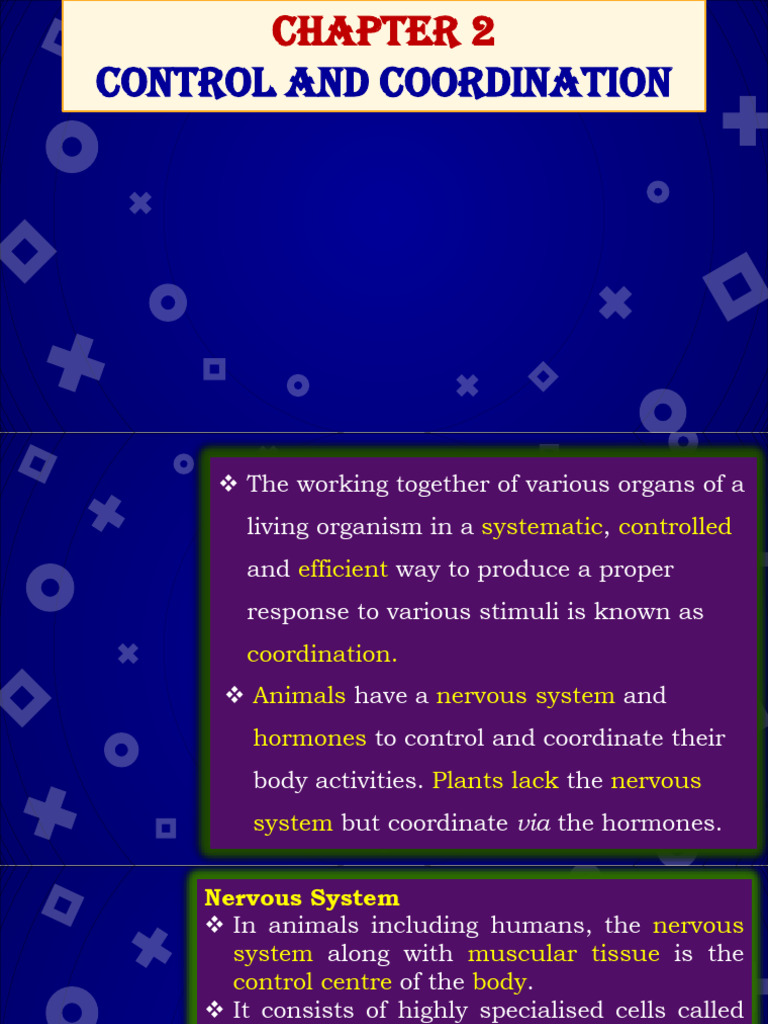 Nervous System Control and Coordination | PDF | Neuron | Nervous System