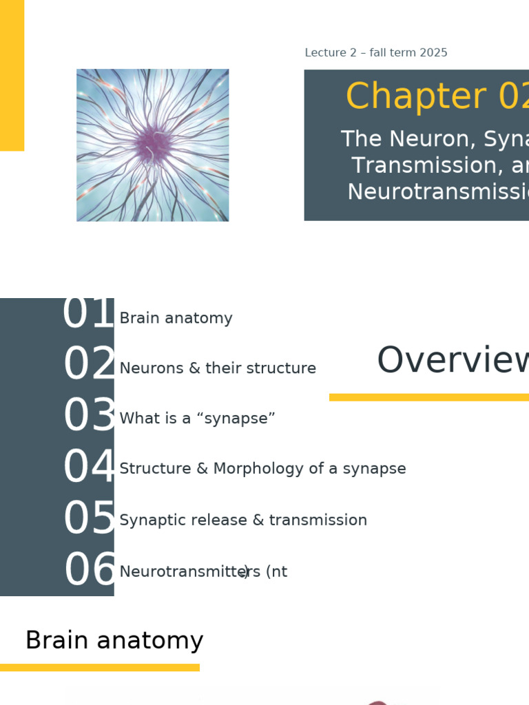Neuron Structure and Synaptic Transmission | PDF | Chemical Synapse ...