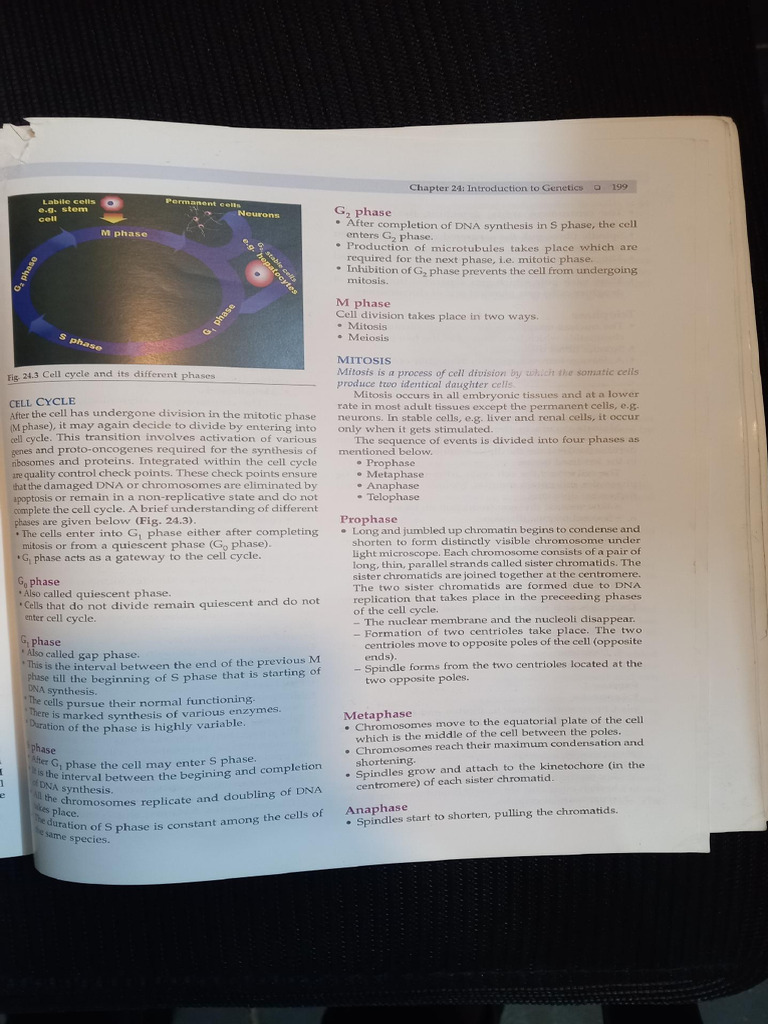Genetics Notes | PDF