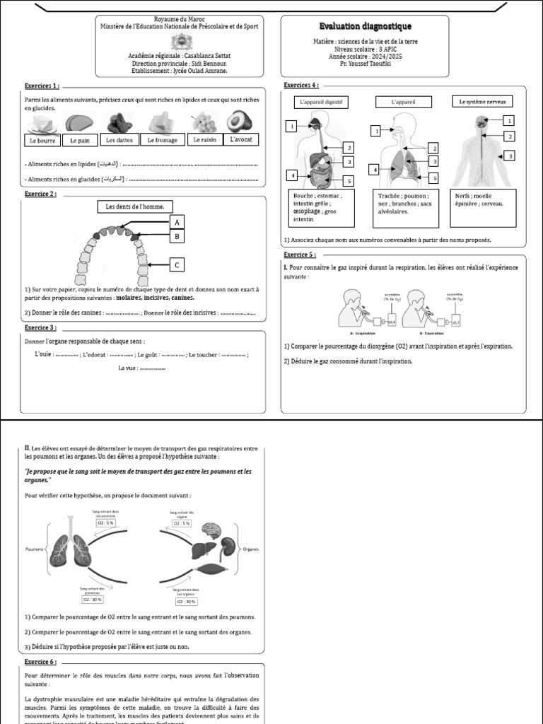 Évaluation Diagnostique en SVT 3 APIC | PDF | Physiologie animale