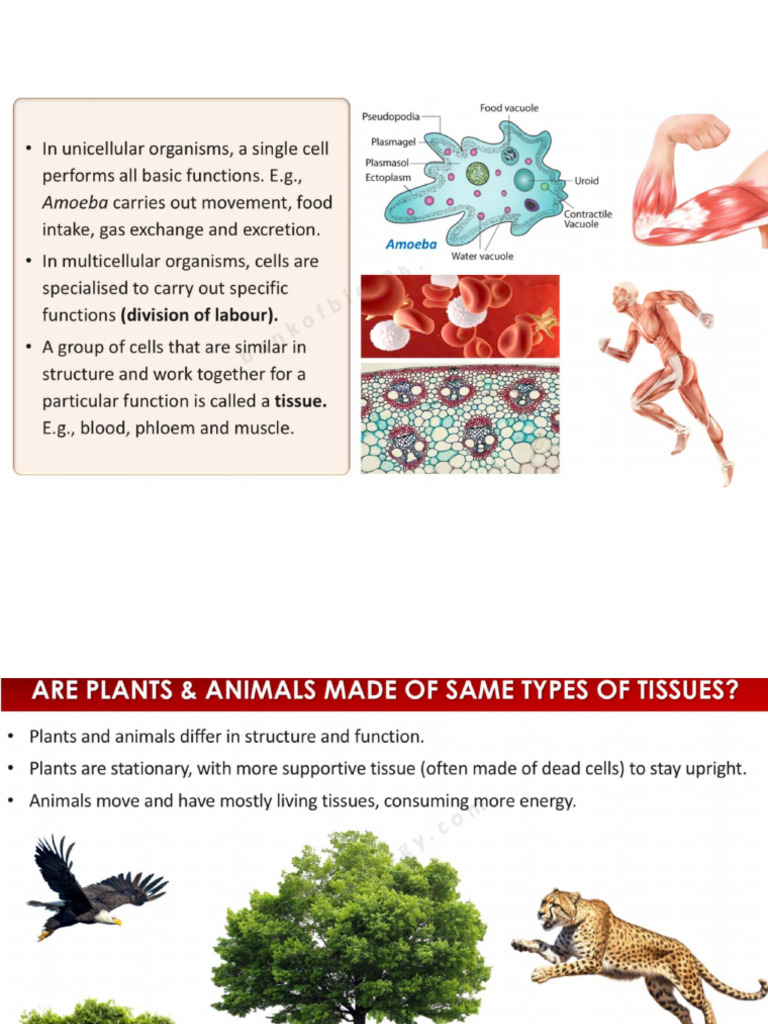 Tissues | PDF